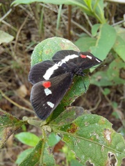 Paramimus stigma stanna