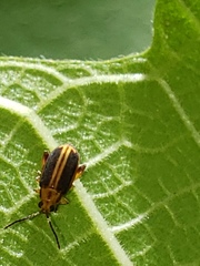 Heikertingeria clarki