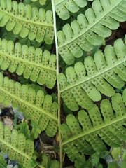Deparia okuboana