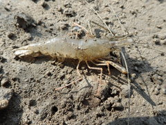 Macrobrachium equidens