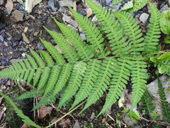Deparia okuboana