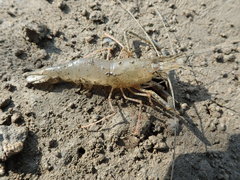 Macrobrachium equidens