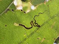 Stigmella nigriverticella