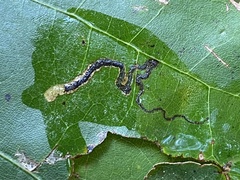 Stigmella nigriverticella