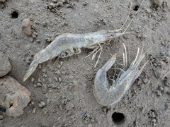 Penaeus penicillatus