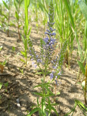 Veronica longifolia