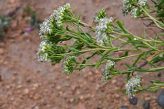 Achillea ptarmicoides