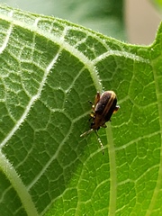 Heikertingeria clarki