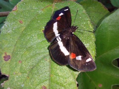 Paramimus stigma stanna