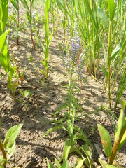 Veronica longifolia