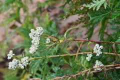 Achillea ptarmicoides