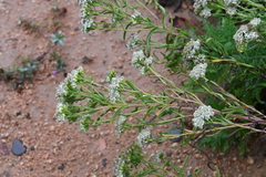 Achillea ptarmicoides
