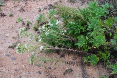 Achillea ptarmicoides