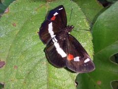 Paramimus stigma stanna