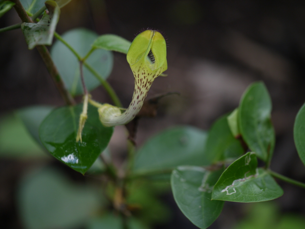 Ceropegia hirsuta, Bharatgaonwadi, Maharashtra, India