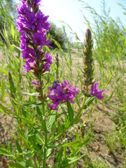 Lythrum salicaria