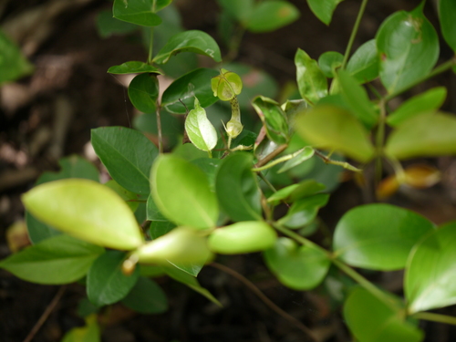 Ceropegia hirsuta