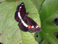Paramimus stigma stanna