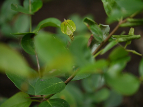 Ceropegia hirsuta
