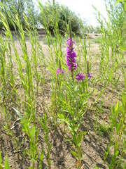 Lythrum salicaria