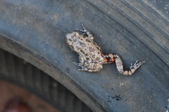 Hylambates maculatus