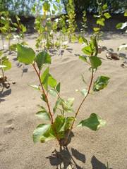 Populus nigra