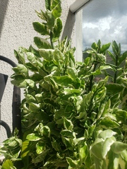 Euphorbia tithymaloides