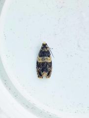 Celypha aurofasciana