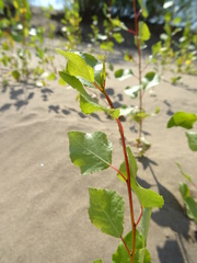 Populus nigra