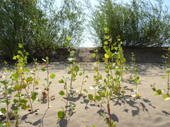 Populus nigra