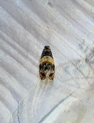 Celypha aurofasciana