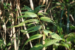 Polygonatum cyrtonema
