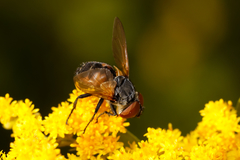 Phasia aurigera