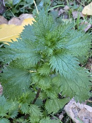 Urtica urens