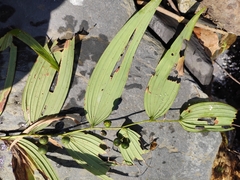 Polygonatum cyrtonema