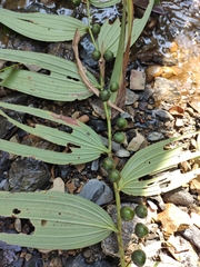 Polygonatum cyrtonema