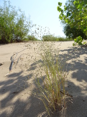 Eragrostis amurensis