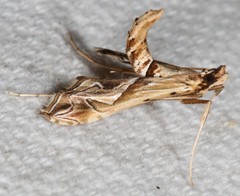 Lineodes fontella