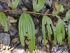 Polygonatum cyrtonema
