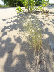 Eragrostis amurensis
