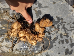 Polygonatum cyrtonema