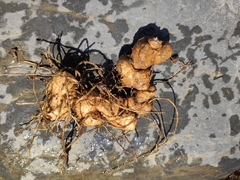 Polygonatum cyrtonema