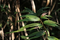 Polygonatum cyrtonema