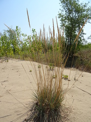 Koeleria glauca