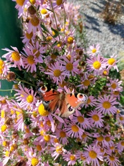Aglais io