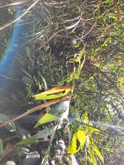 Polygonatum cyrtonema