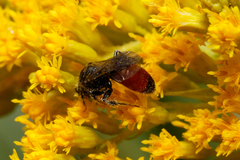 Sphecodes
