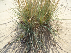 Koeleria glauca