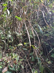 Polygonatum cyrtonema