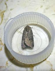Caradrina flavirena